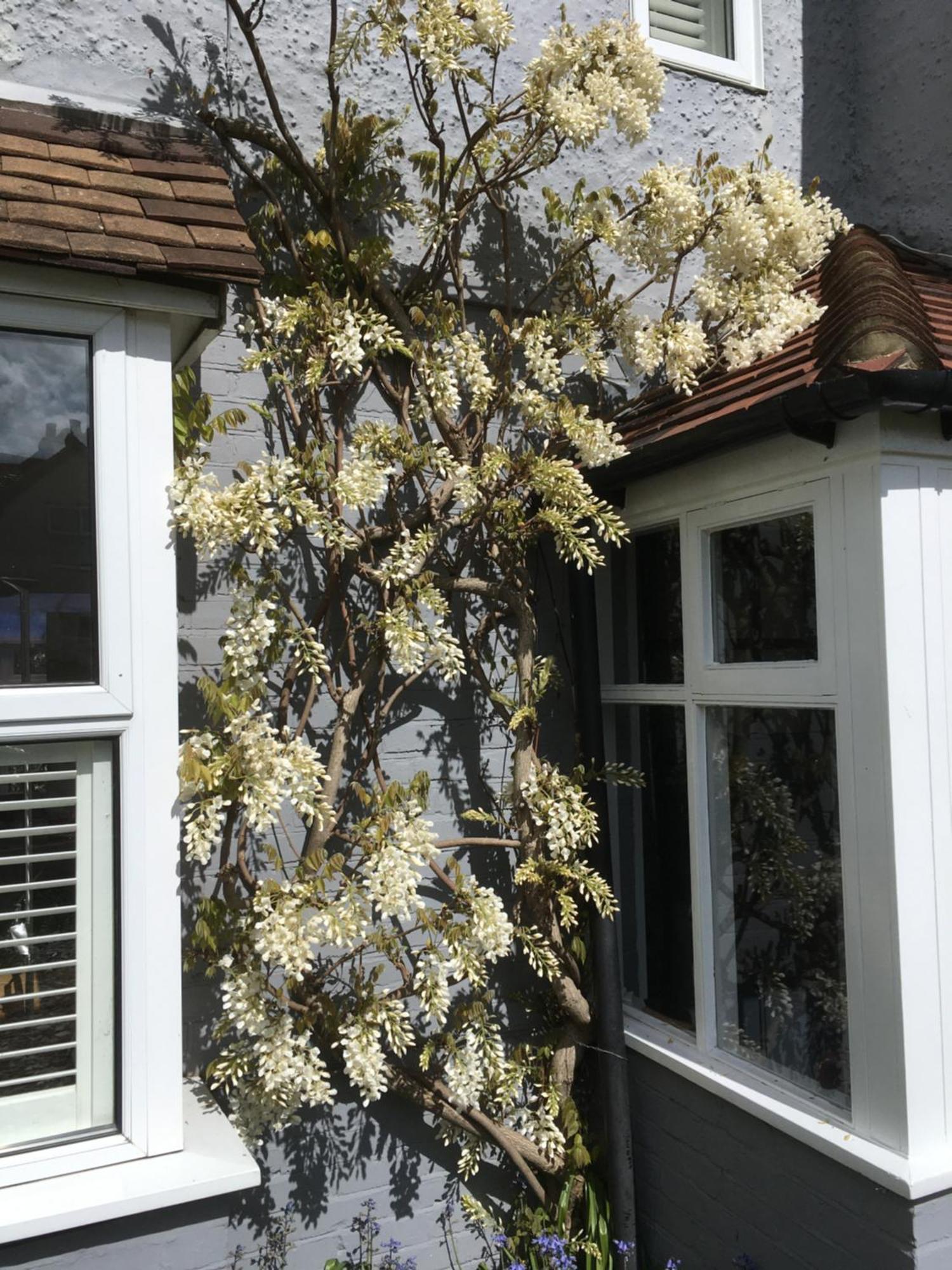 Rye Treat Exterior foto